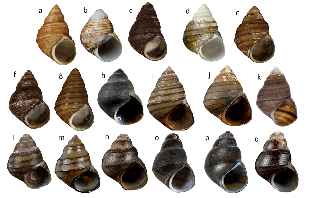 圖一_越田螺17物種