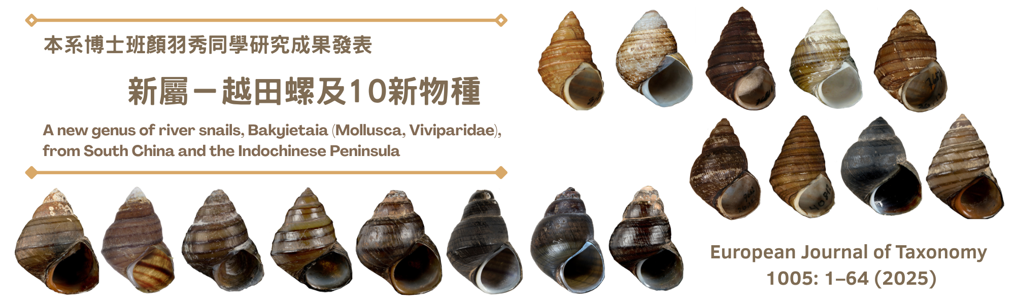 Link to 【研究發表】本系博士班顏羽秀同學研究成果發表－發現於中國南方及中南半島分布之田螺1新屬－越田螺及10新物種