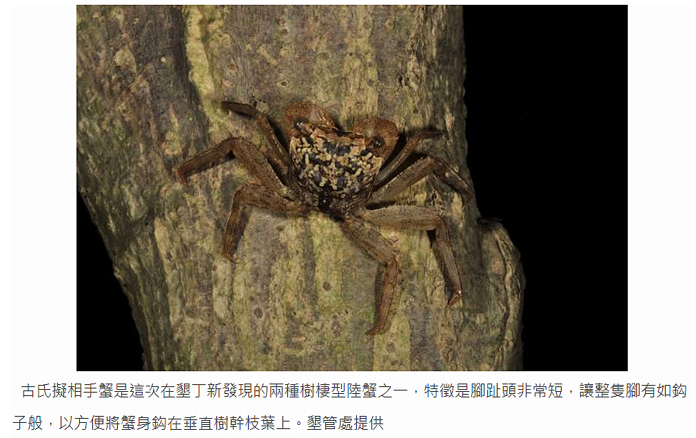 墾丁發現二新種樹棲陸蟹 墾丁發現二新種樹棲陸蟹