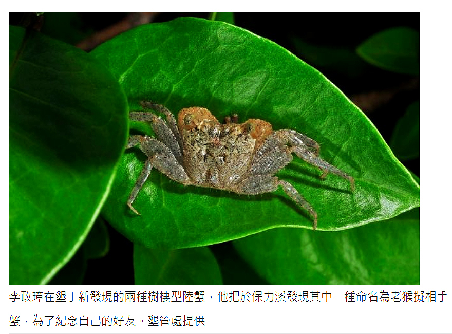 墾丁發現二新種樹棲陸蟹 墾丁發現二新種樹棲陸蟹