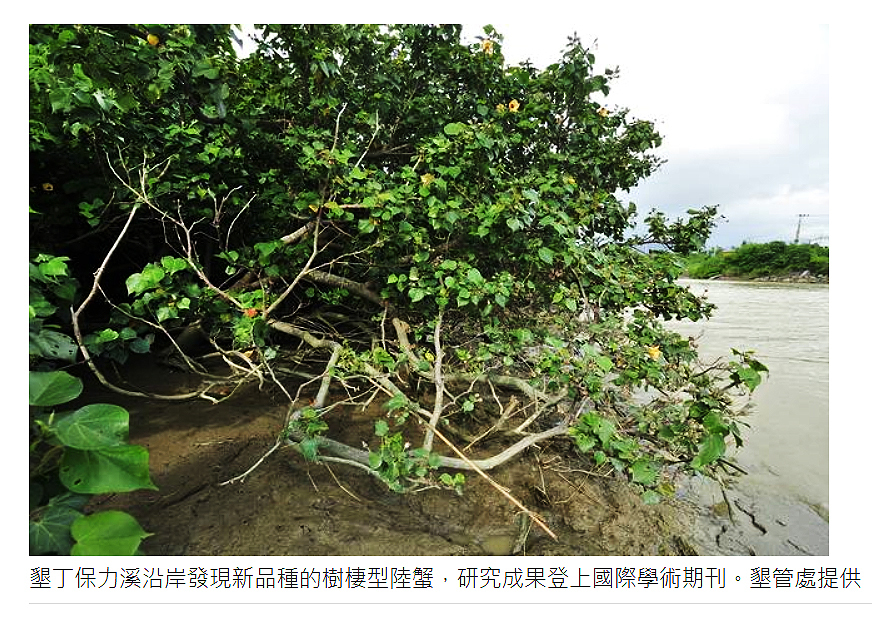 墾丁發現二新種樹棲陸蟹 墾丁發現二新種樹棲陸蟹